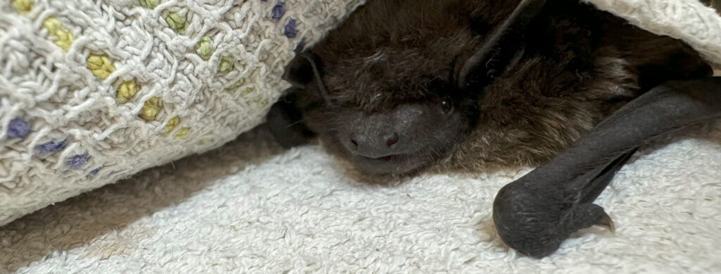 Small bat sheltering