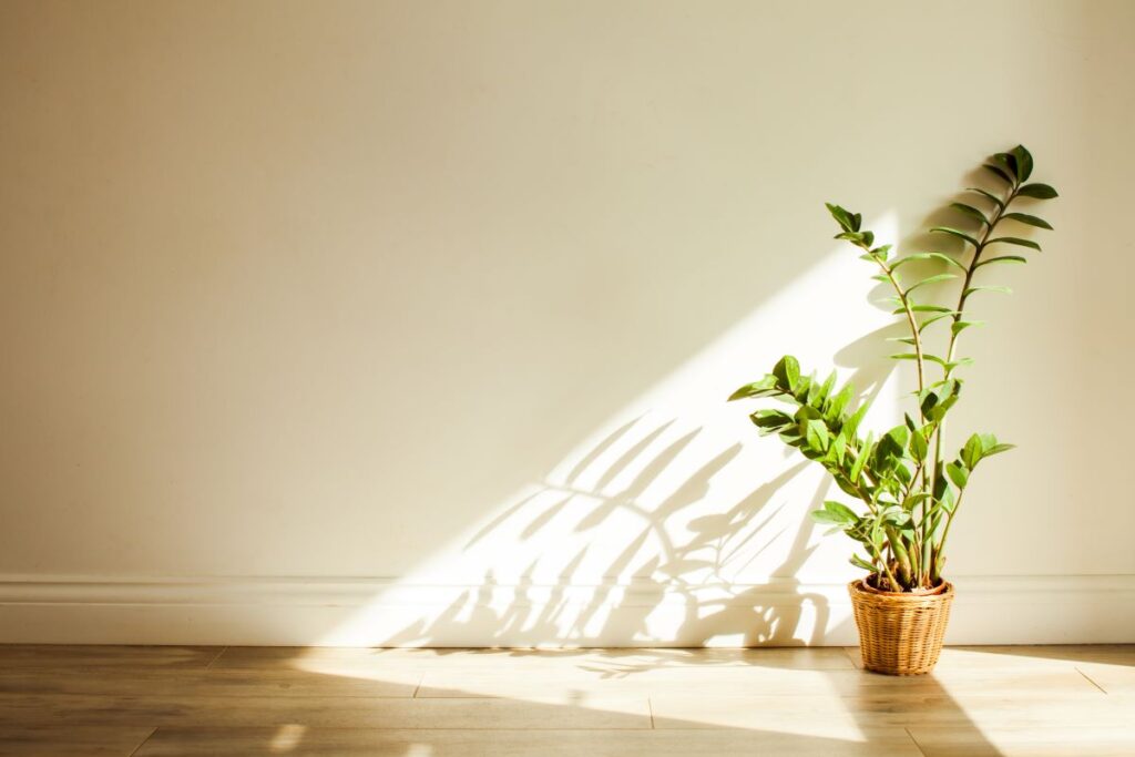 Plant casting shadow from light coming in window