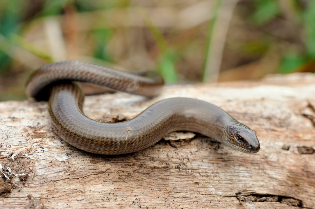 Slow worm crawling over wooden log